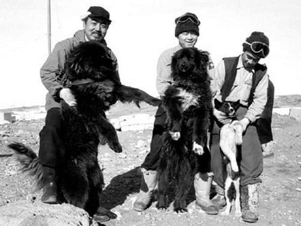 men play with Sakhalin Husky