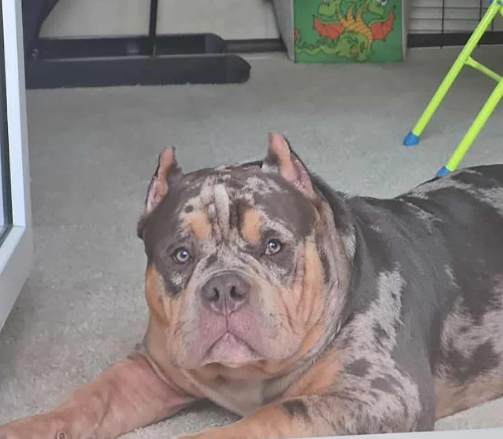 merle american bully lying down on the carpet