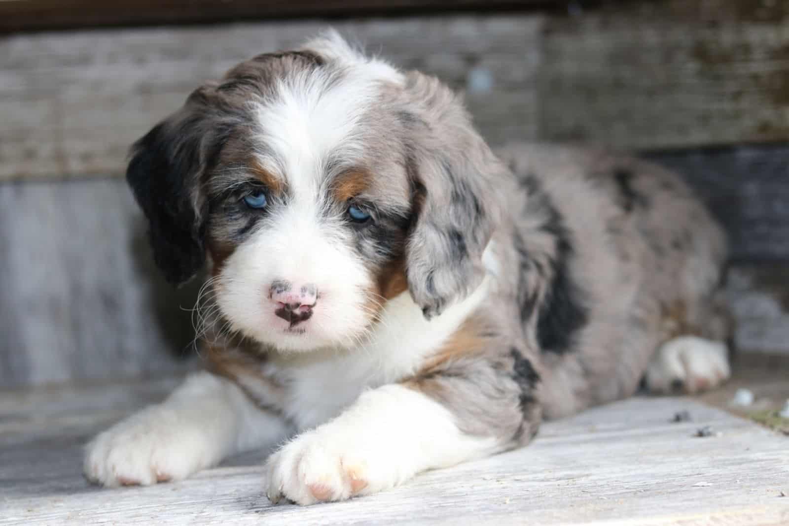 Merle Bernedoodles lies on a wooden base