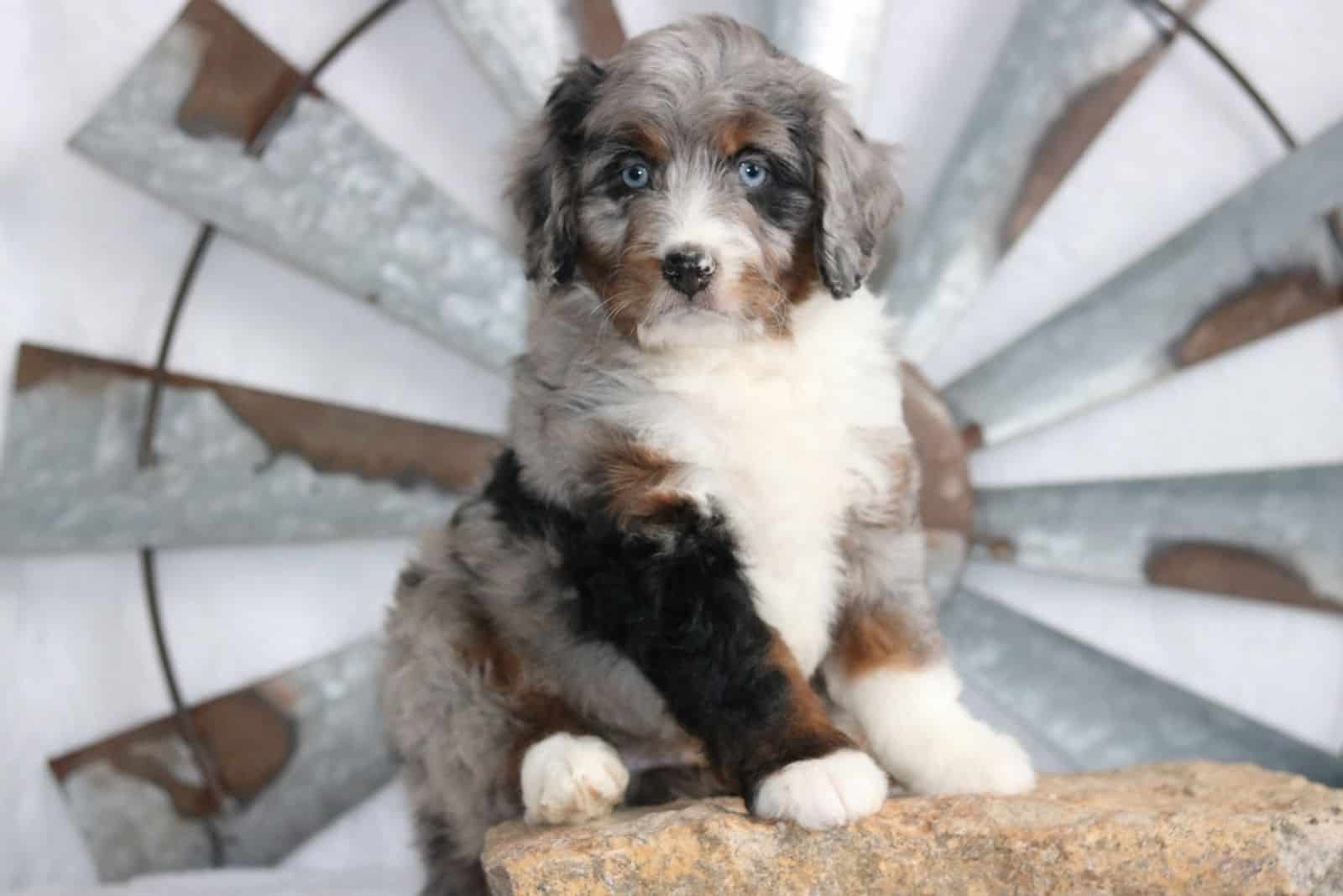 Merle Bernedoodles sits on a rock and looks ahead