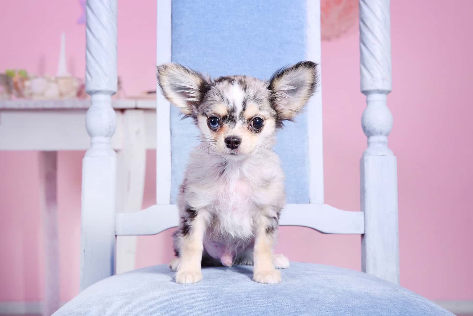 merle Chihuahuas sitting on a chair