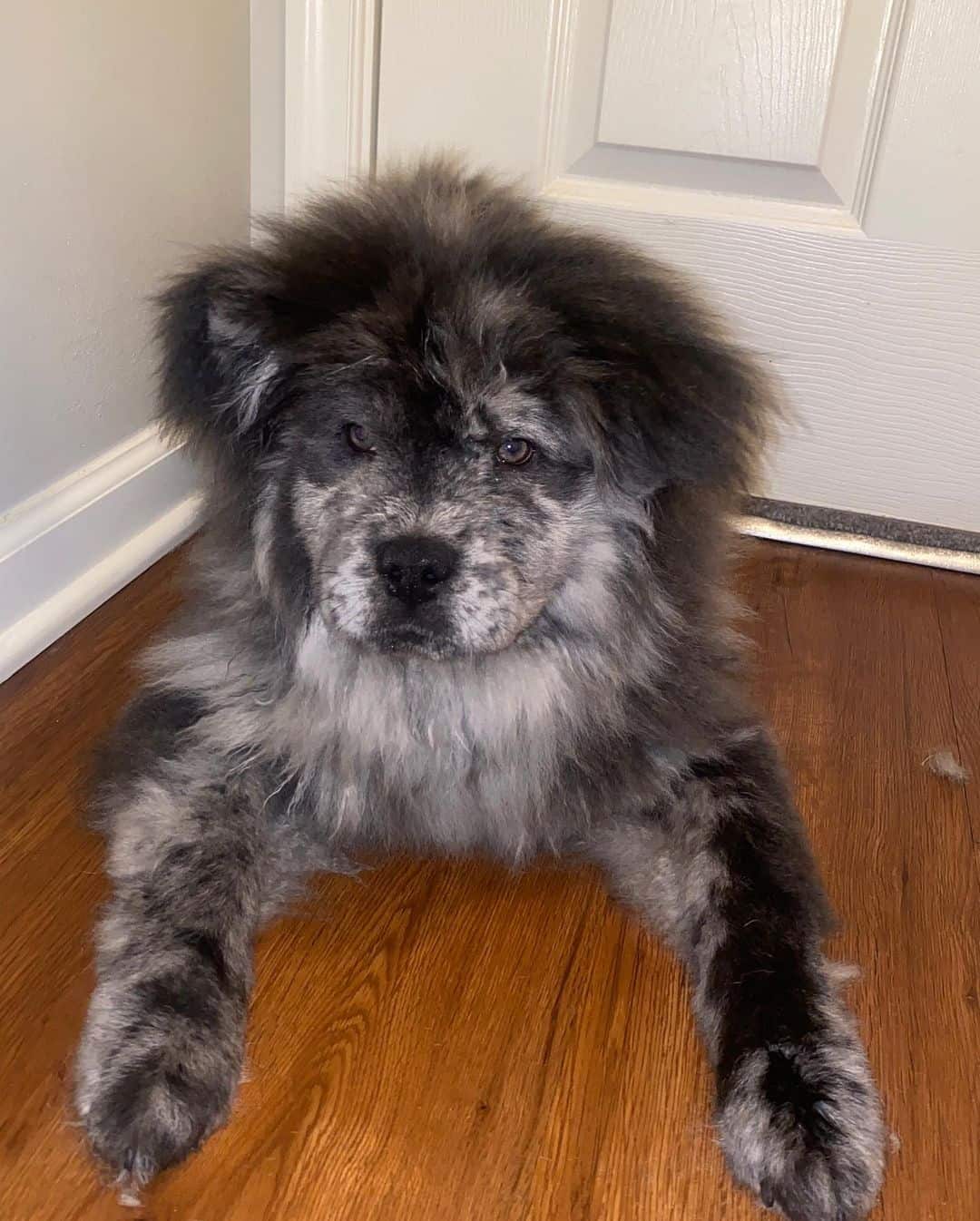 Merle Chow Chow is lying on the floor