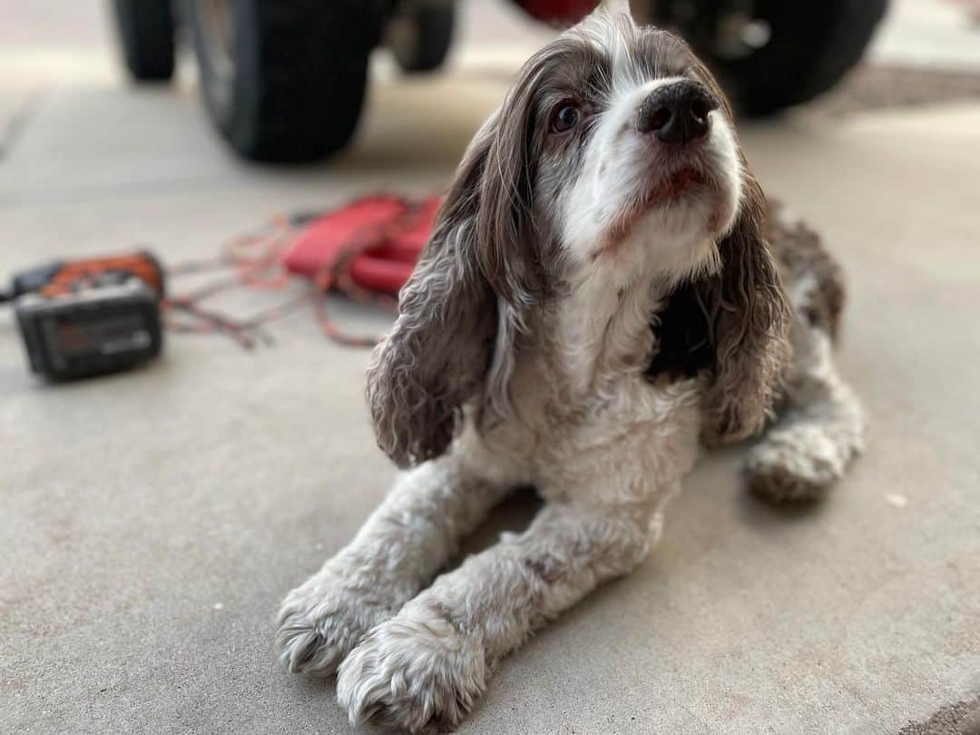 merle cocker spaniel