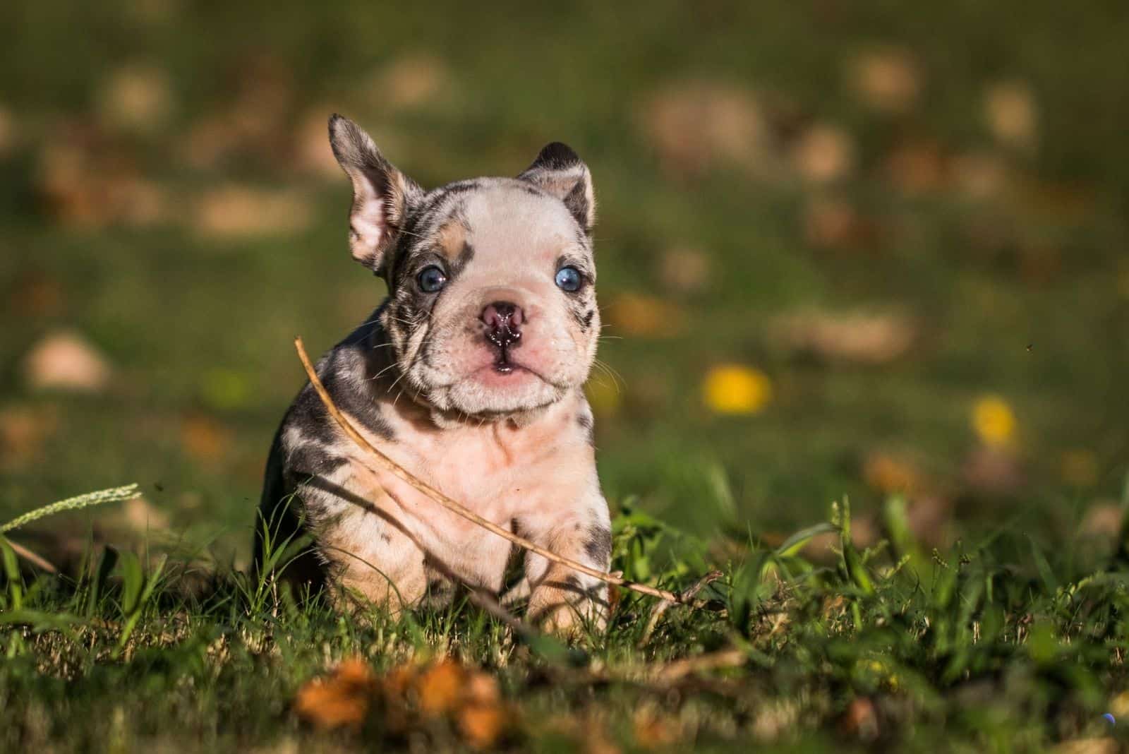 merle english bulldog pup running in the fields