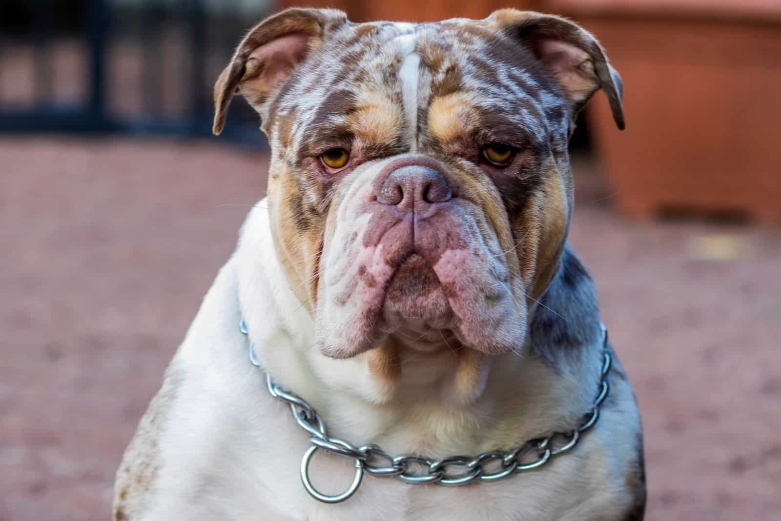 merle english bulldog sitting looking at the camera