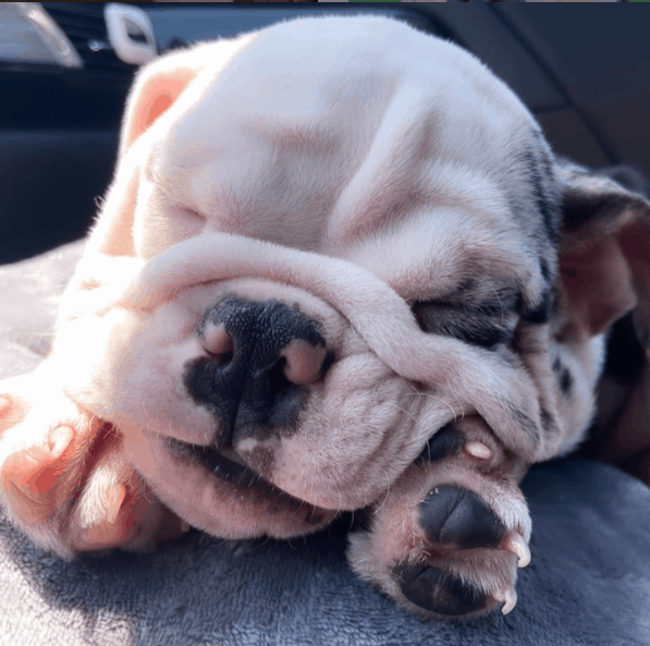 merle english bulldog sleeping