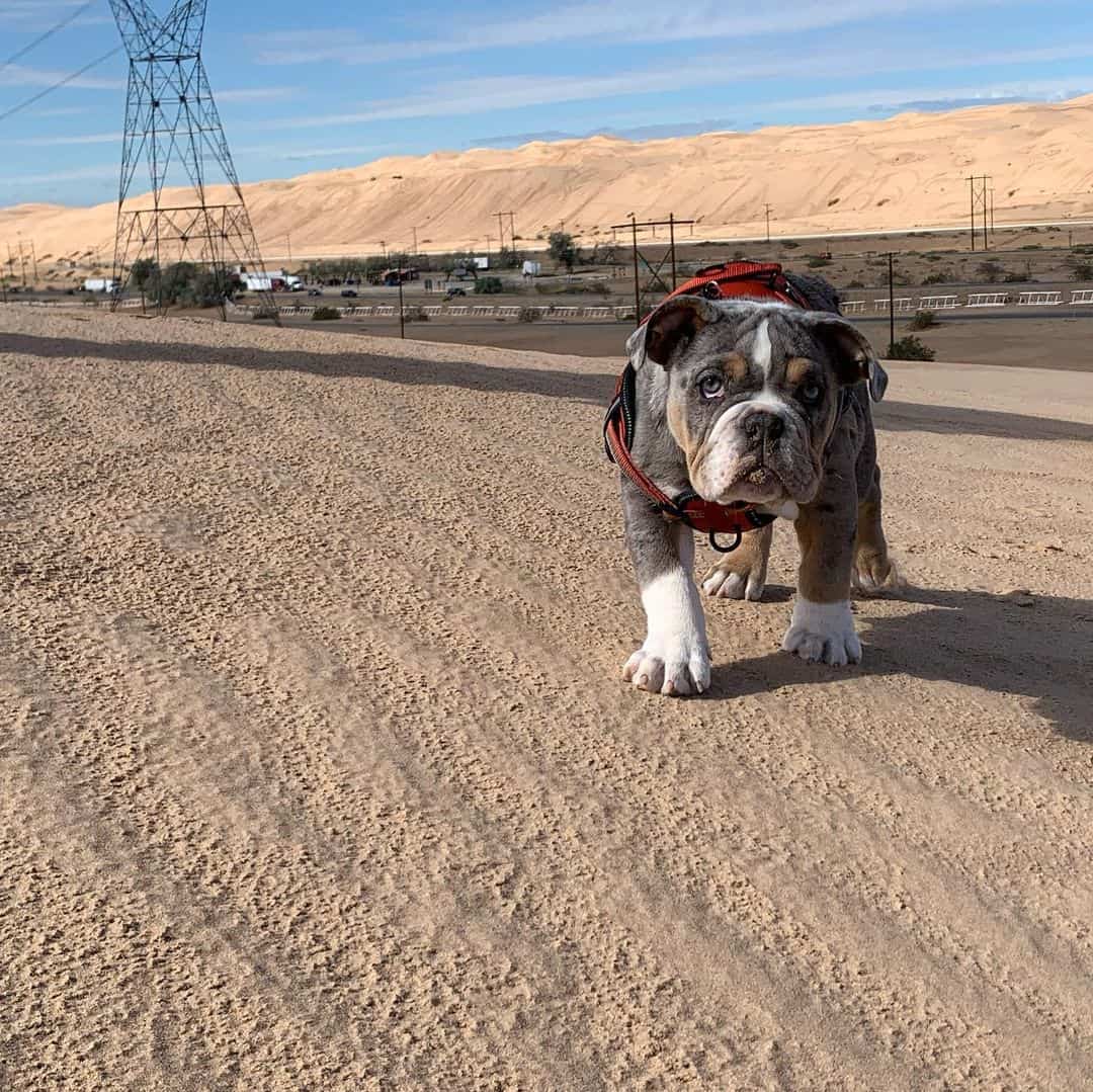 merle english bulldog