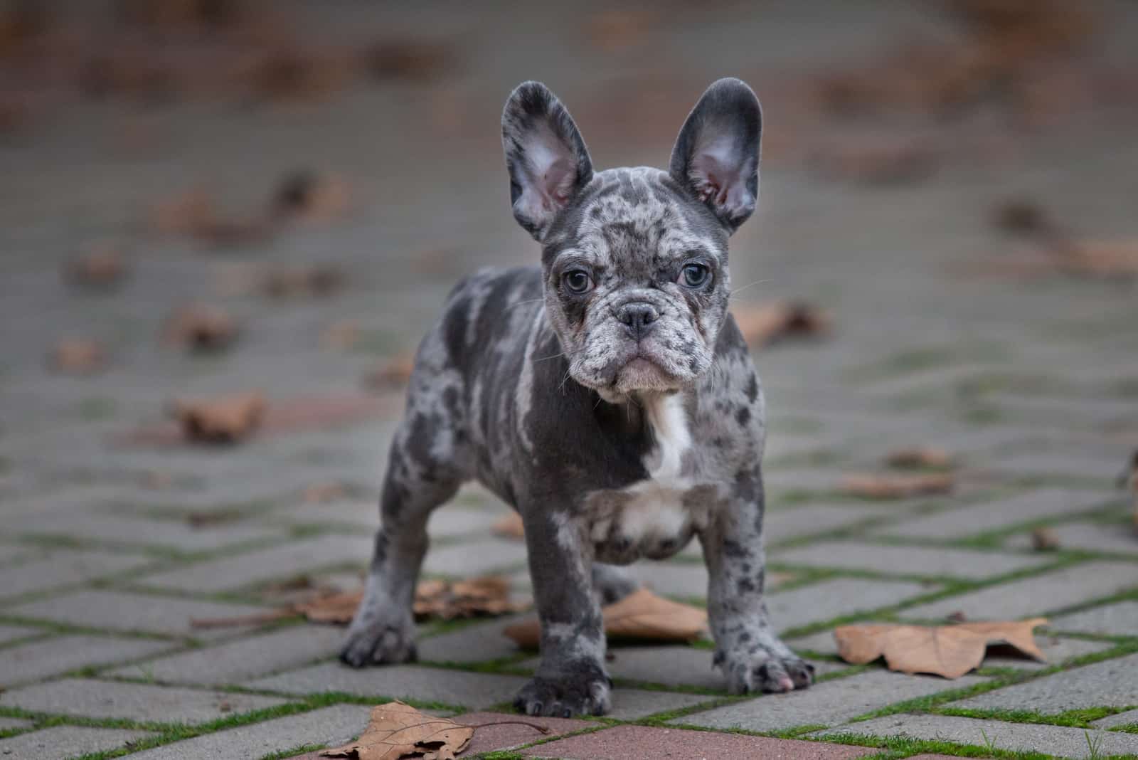 Merle French bulldog puppy outdoor in the garden