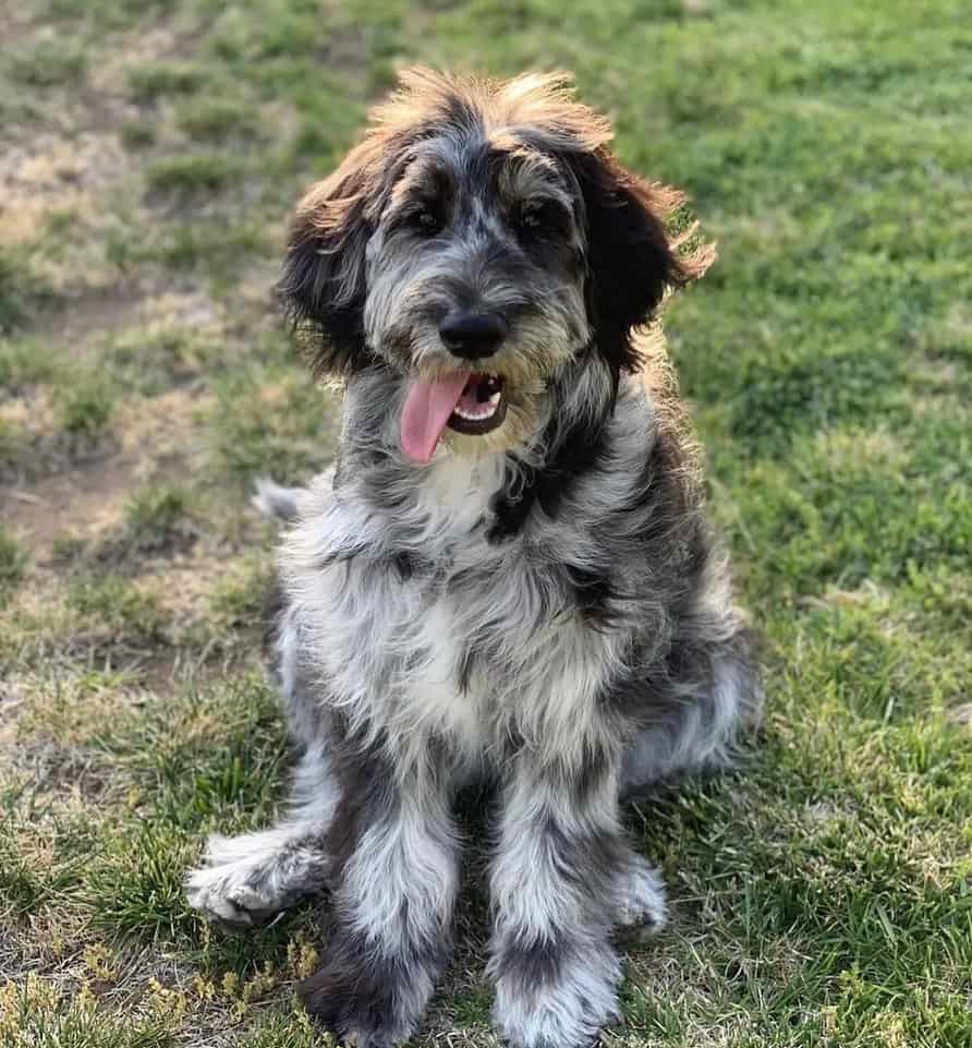 merle goldendoodle dog