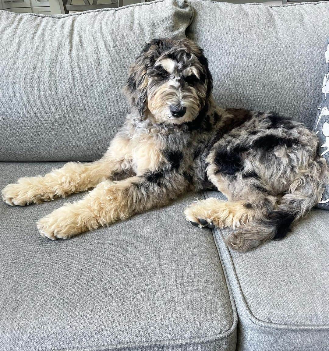 merle goldendoodle on couch