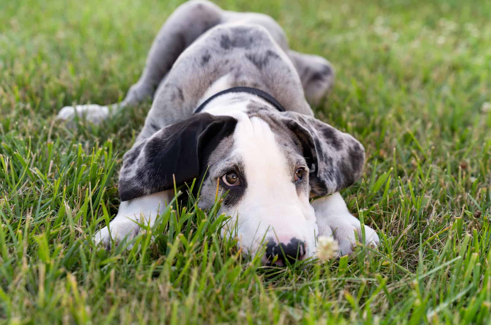 merle great dane puppy in grass