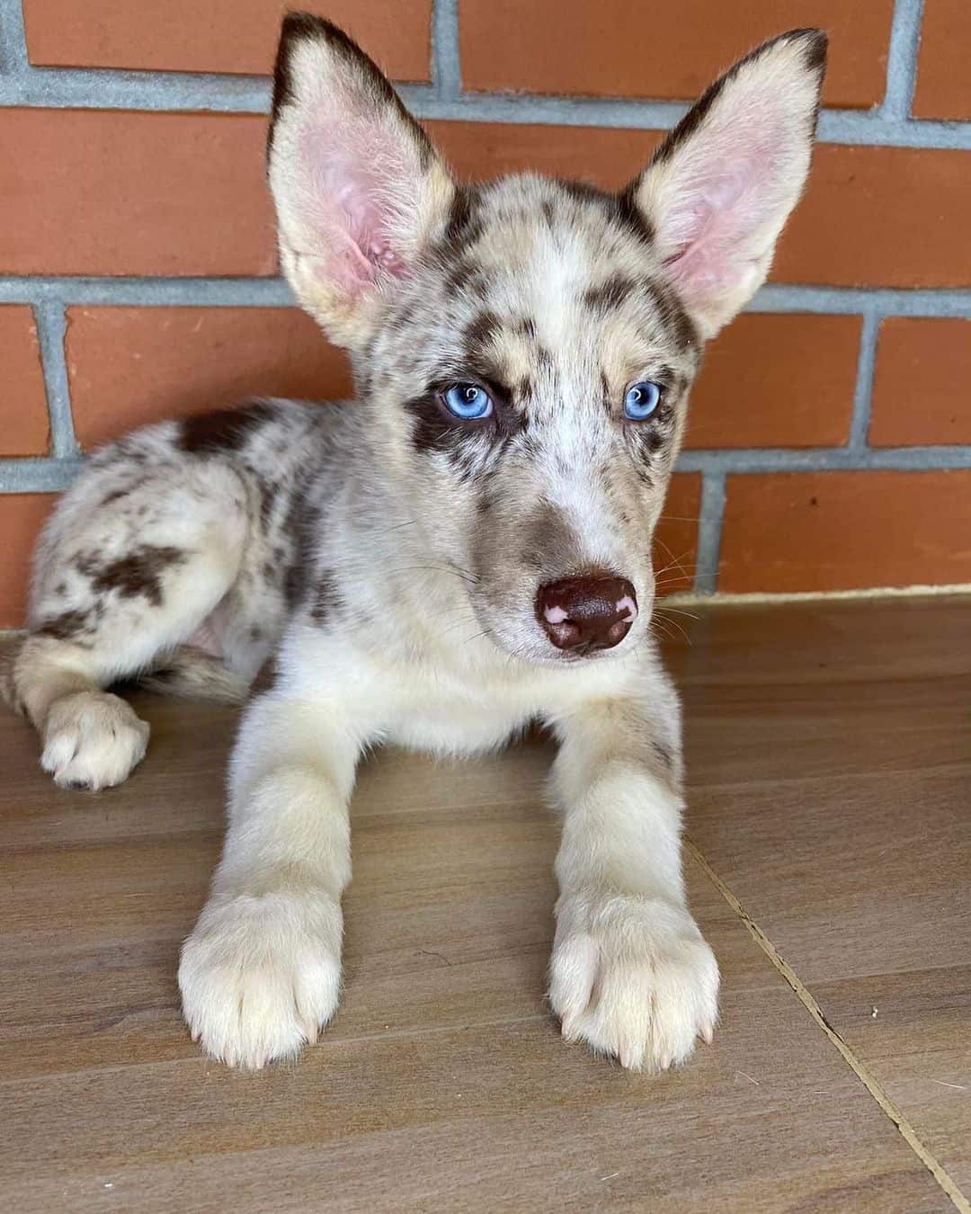 merle husky