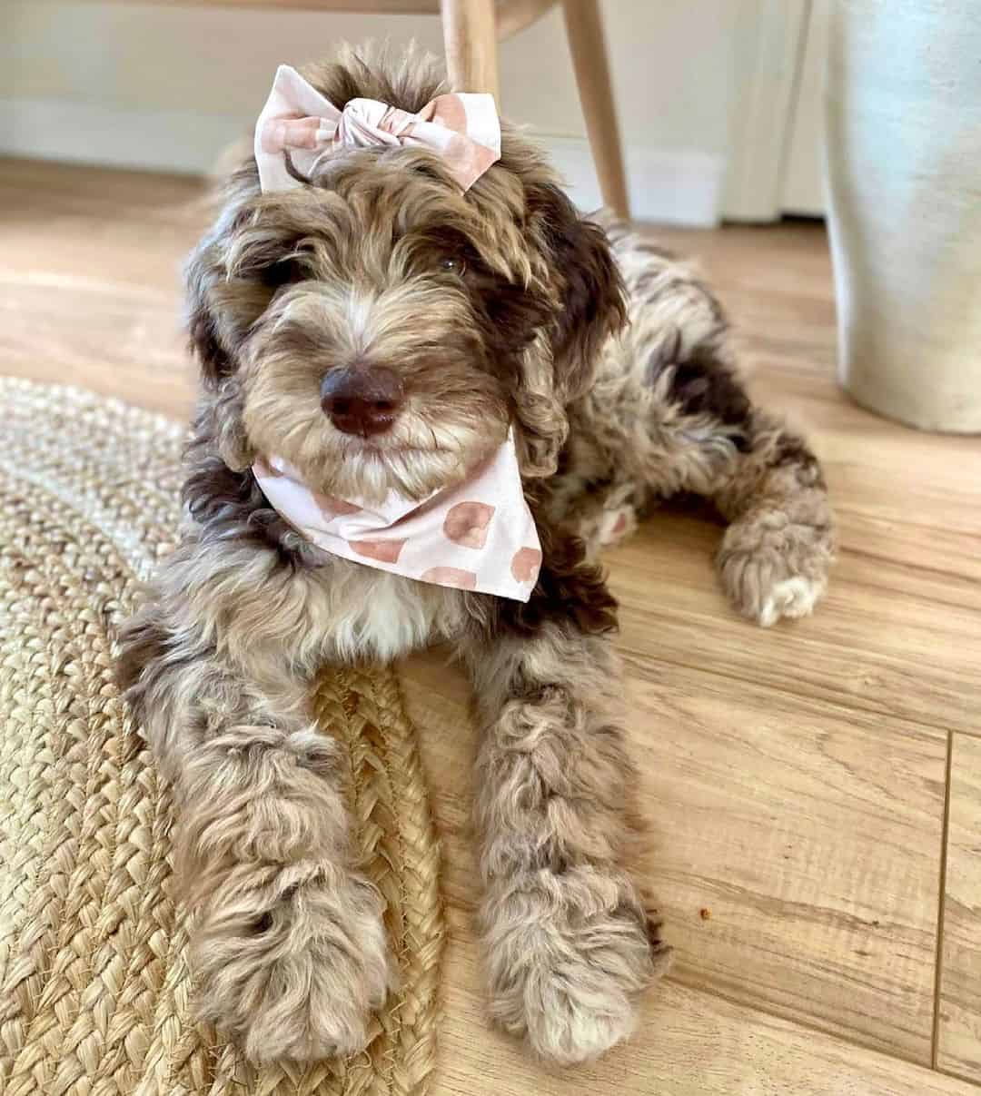 Merle Labradoodle puppy lying