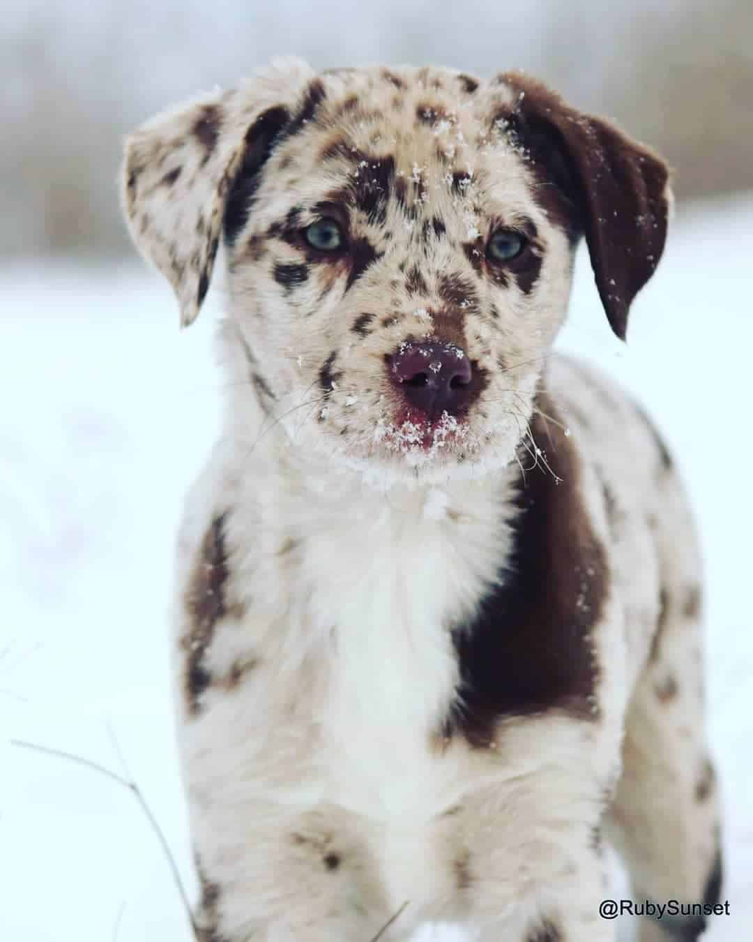 merle labrador puppy