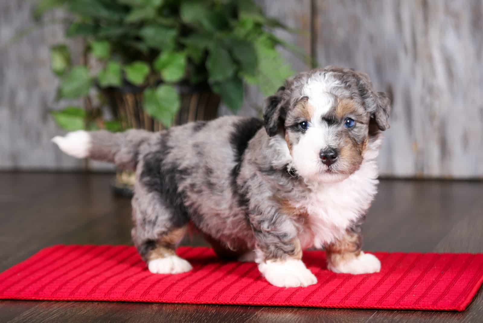 merle mini bernedoodle