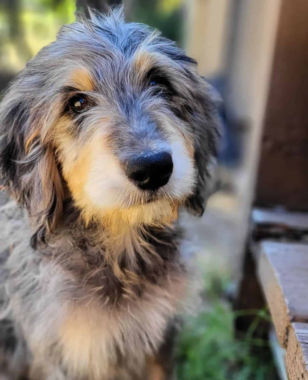 Merle Phantom Goldendoodle