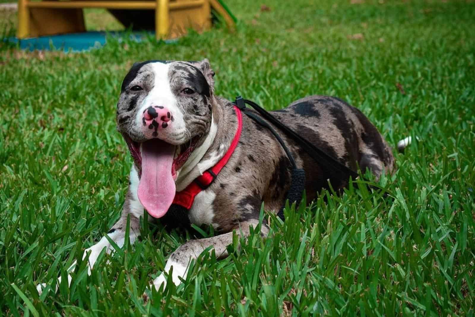 Merle Pitbull – All About This Beautiful Pittie Color