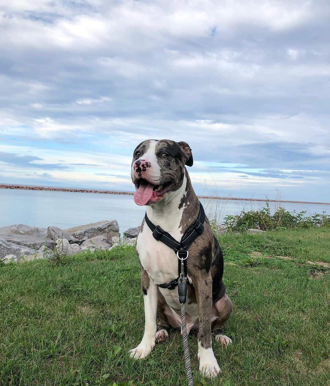 merle pitbull dog