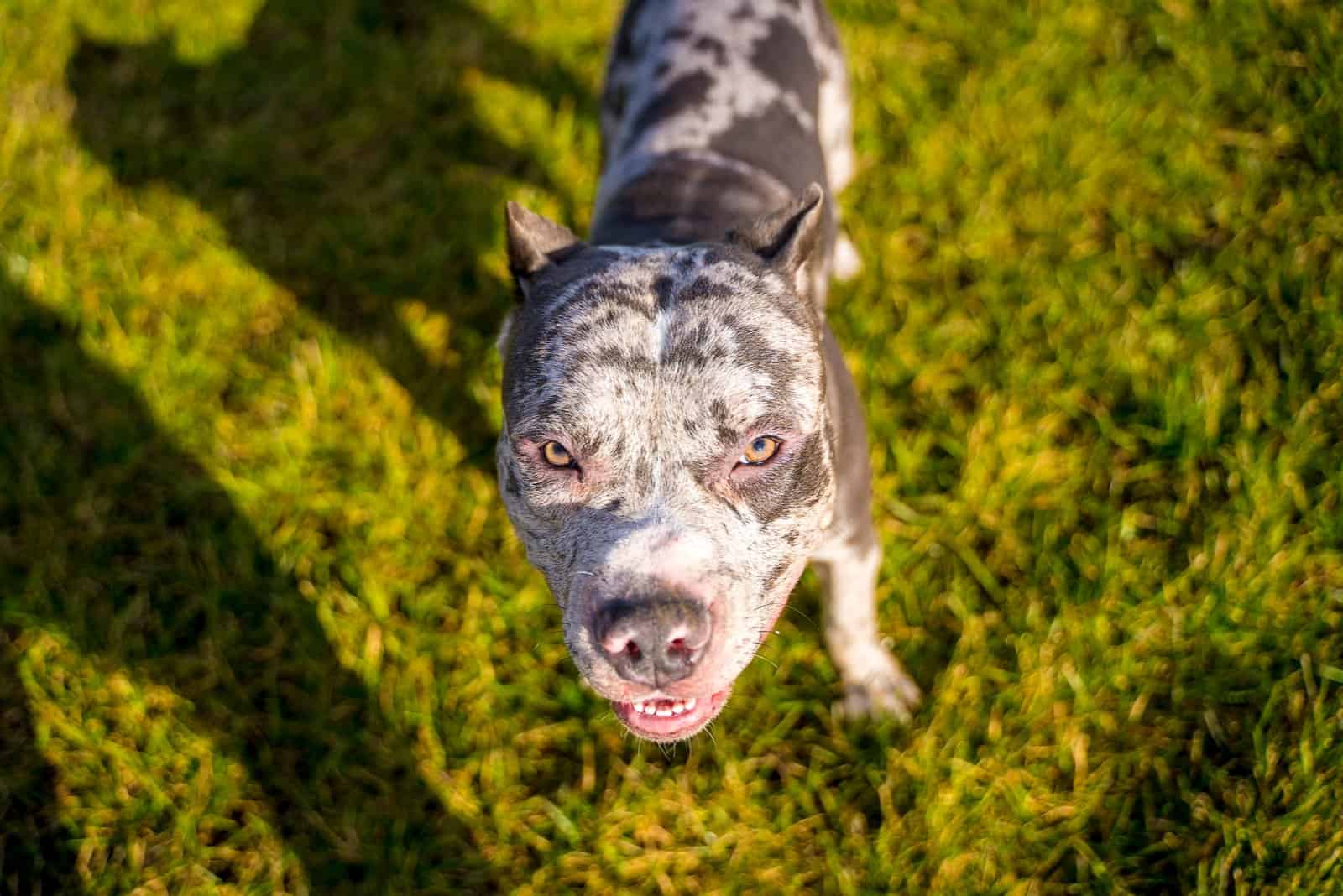 merle pitbull looking at its owner