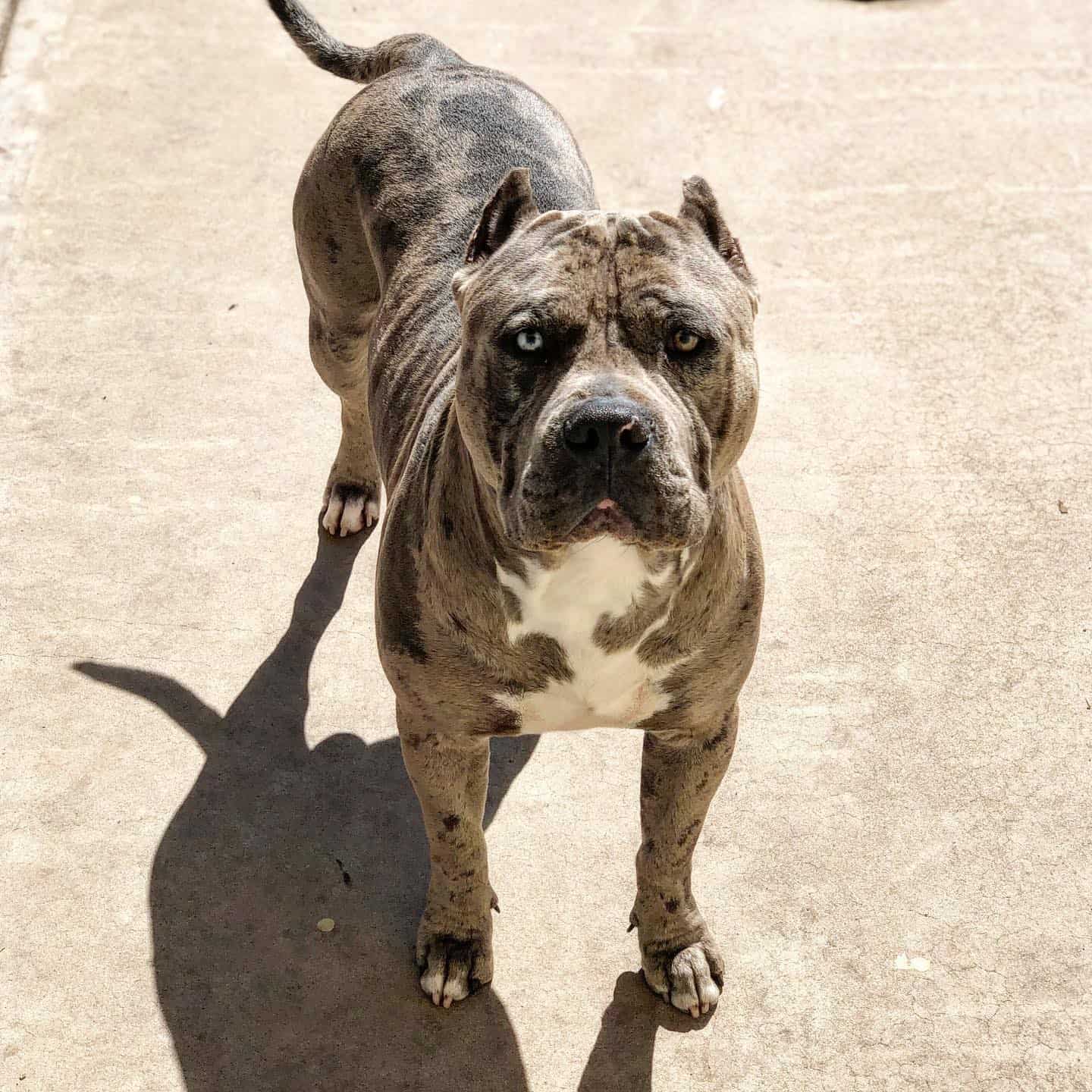 merle pitbull with ears cropped