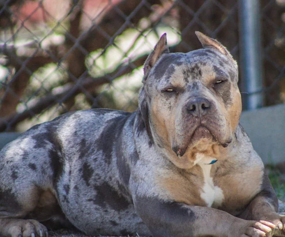 merle pitbull