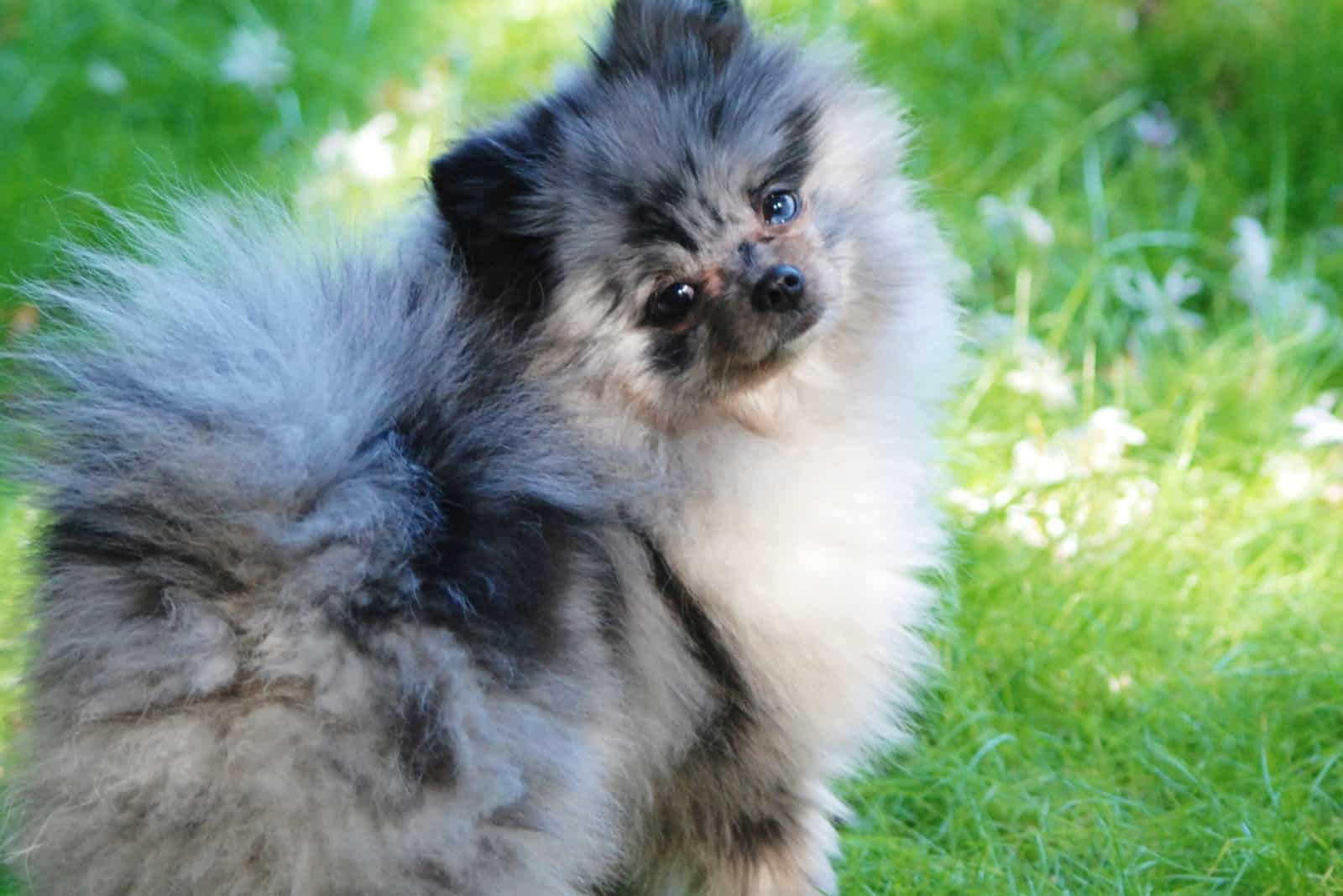 merle pomeranian puppy dog