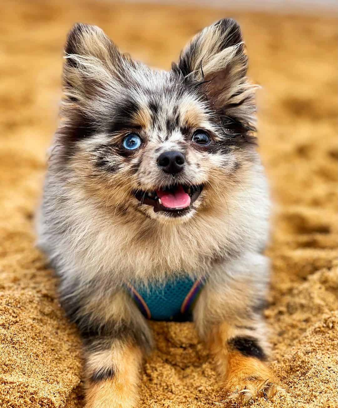 merle pomeranian