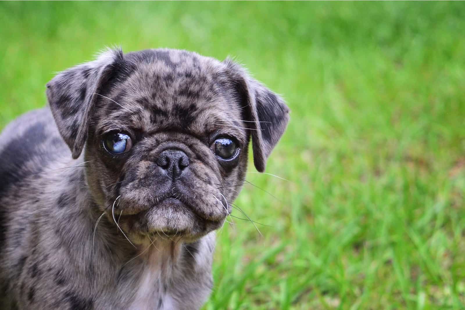 Merle Pug standing on grass