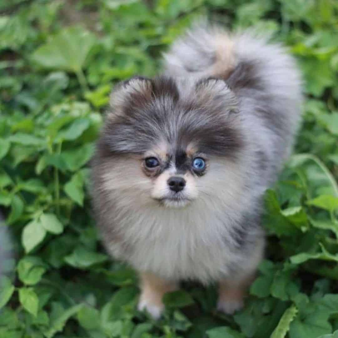 merle teacup pomeranian