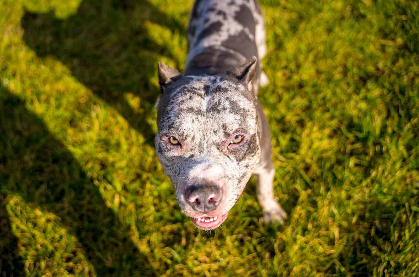 Merle XL Bully looking up