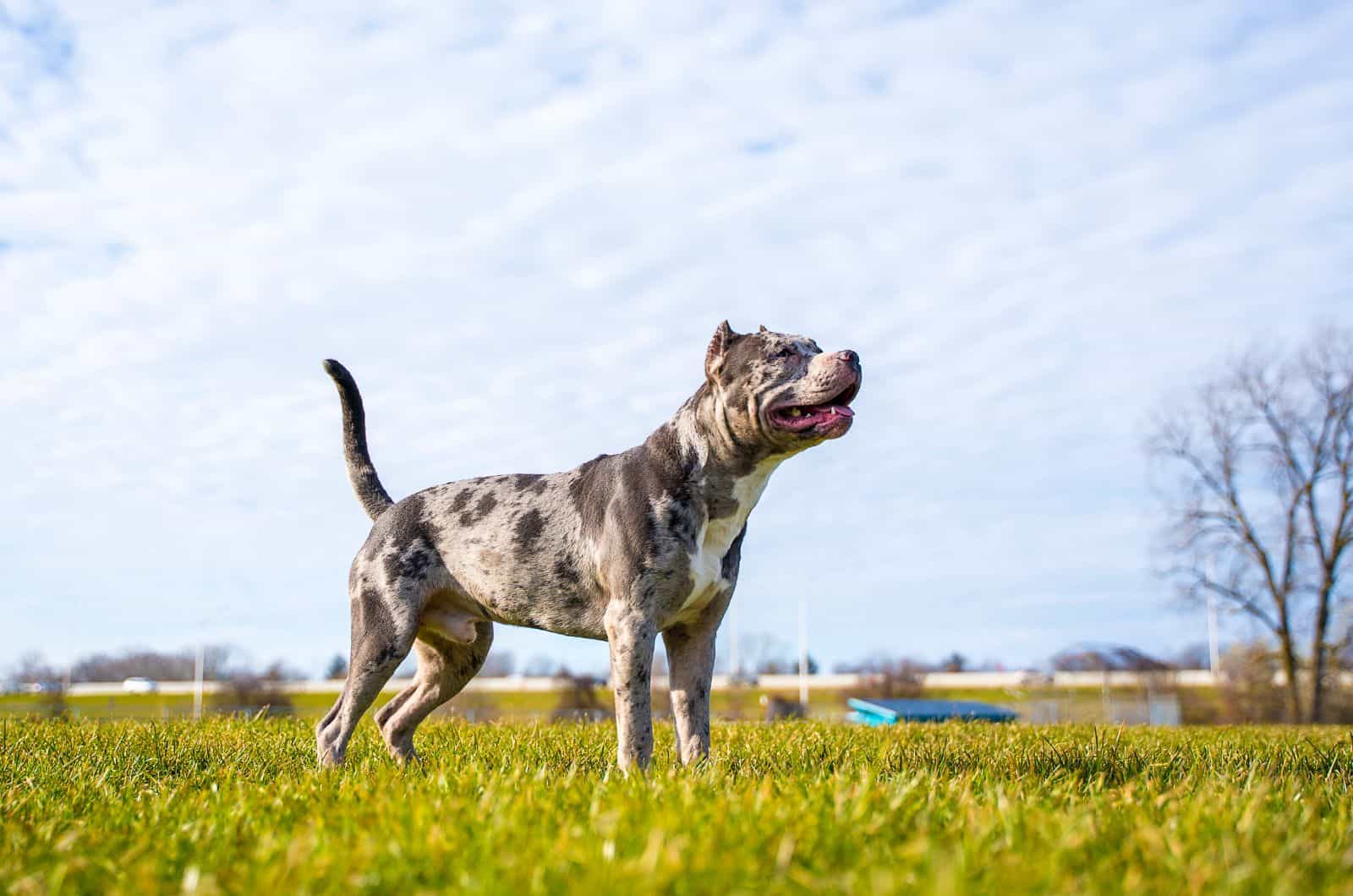 Merle XL Bully standing on grass