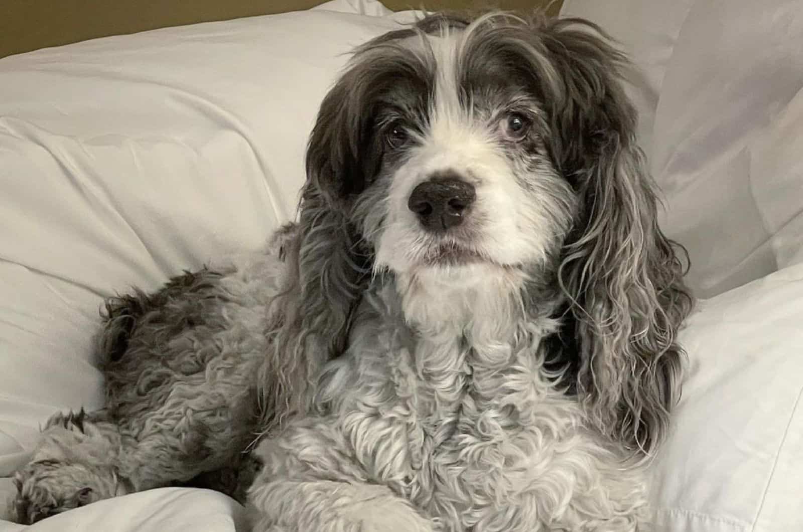 Merlin The Merle Cocker Spaniel