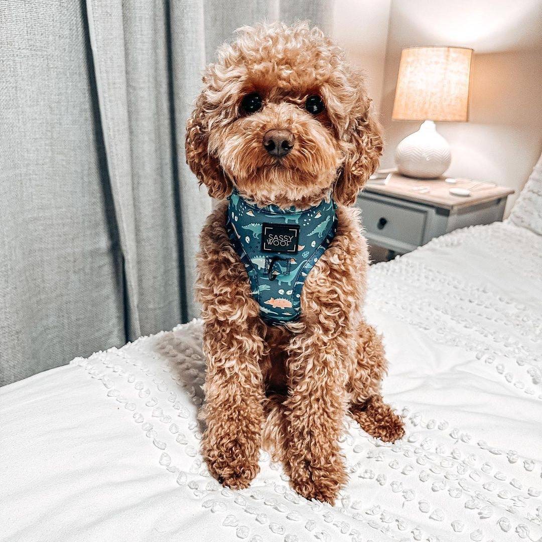 micro goldendoodle puppies sitting on the bed