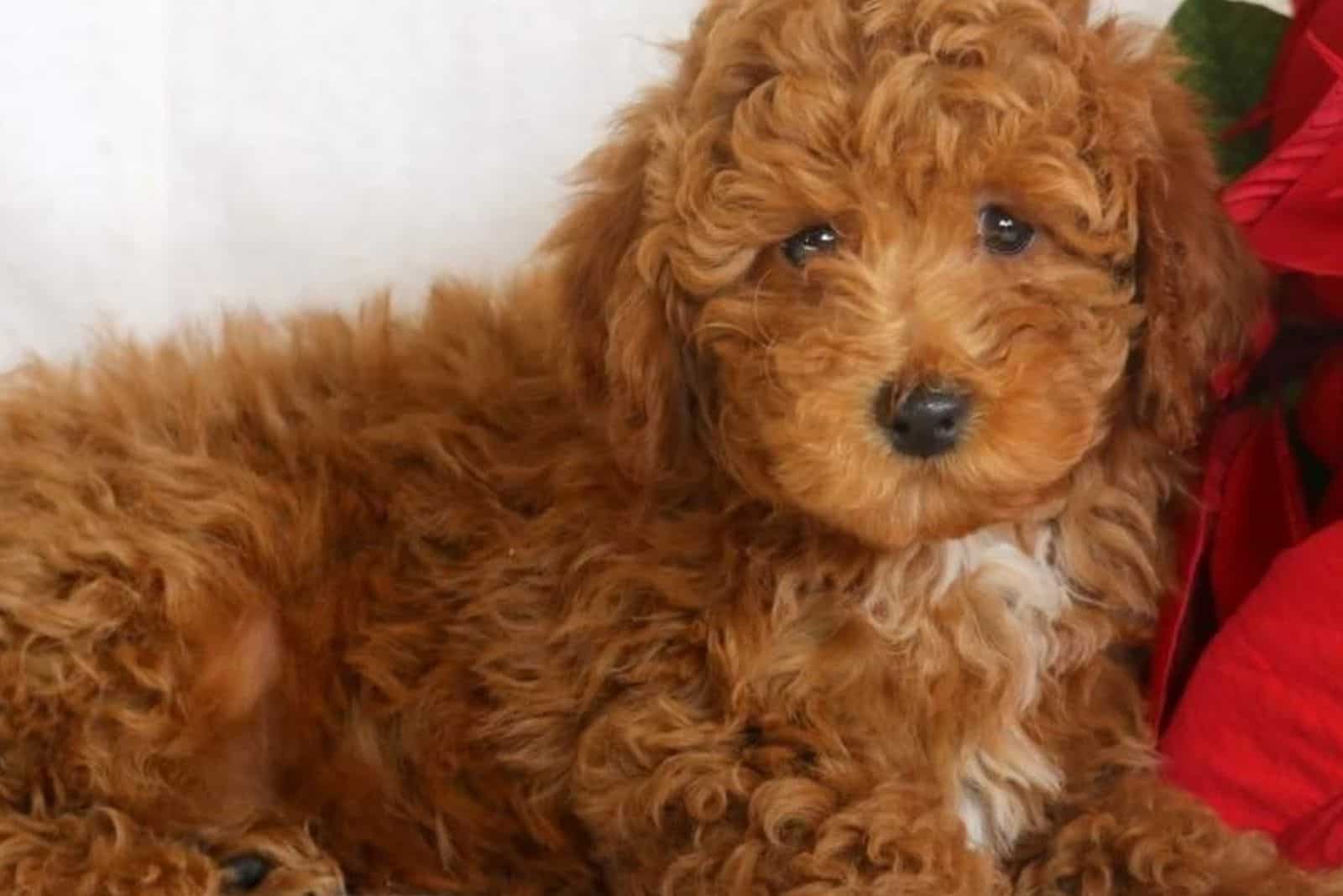 Micro Labradoodle lies and rests