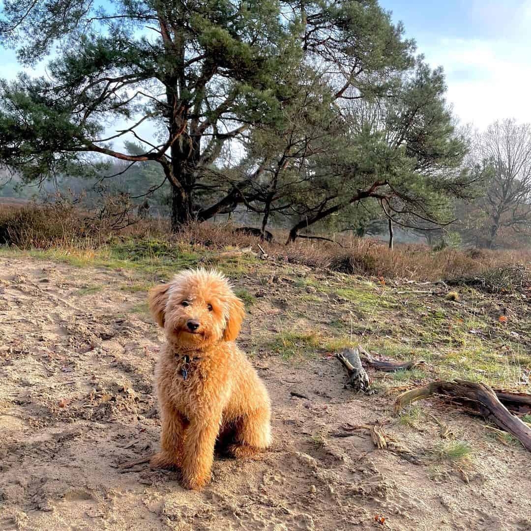 Micro Labradoodle sitting outdoors