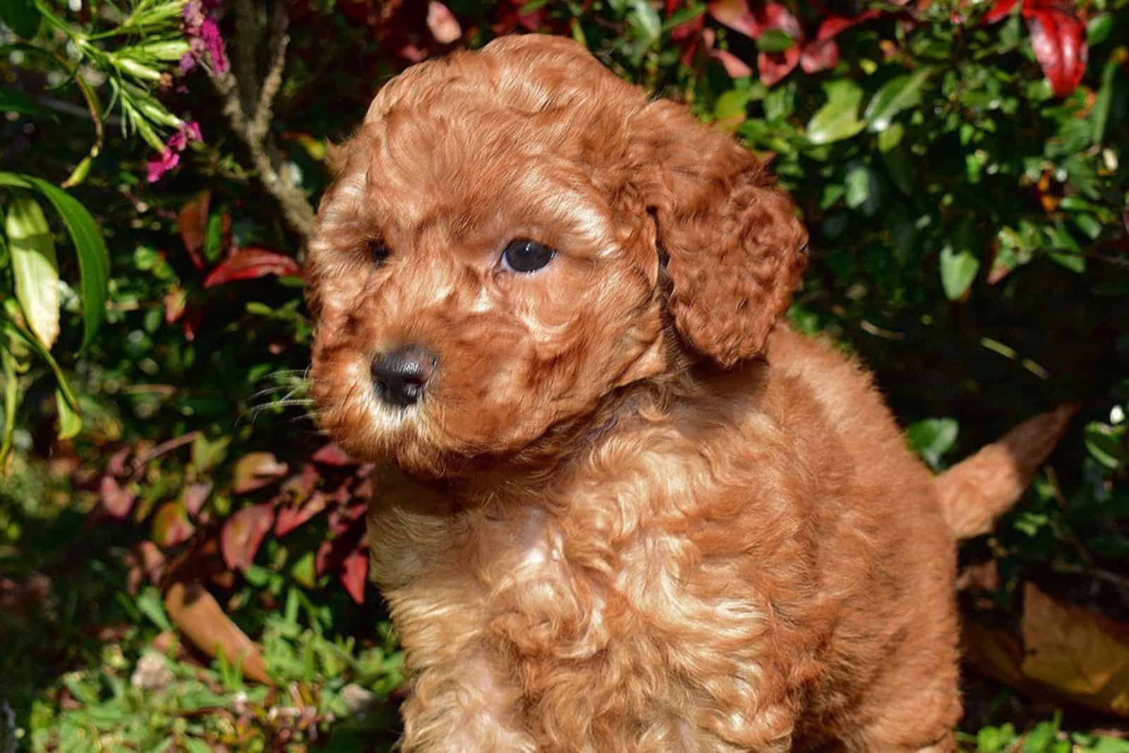 Micro Labradoodles stands and looks in front of him