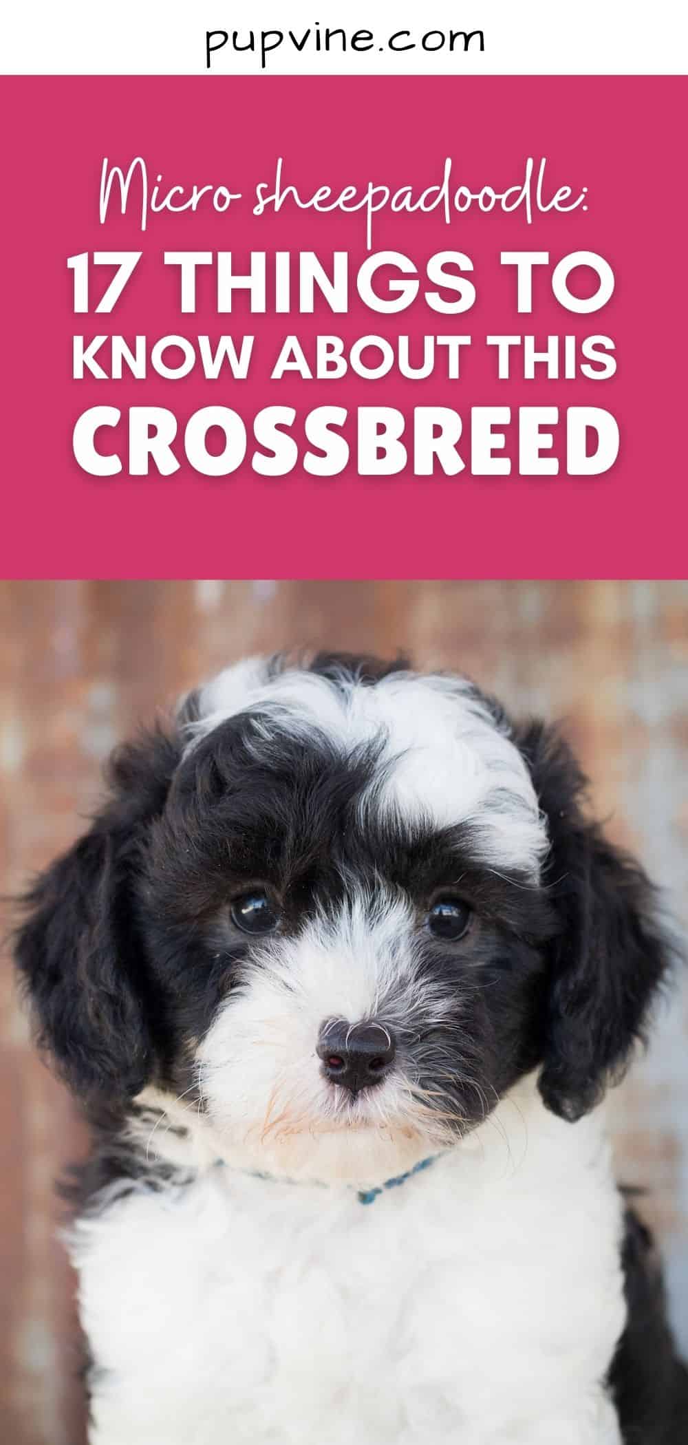 Micro sheepadoodle: 17 Things To Know About This Crossbreed