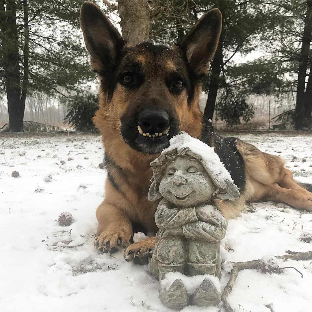 dwarf gsd mikeygus lying in a backyard