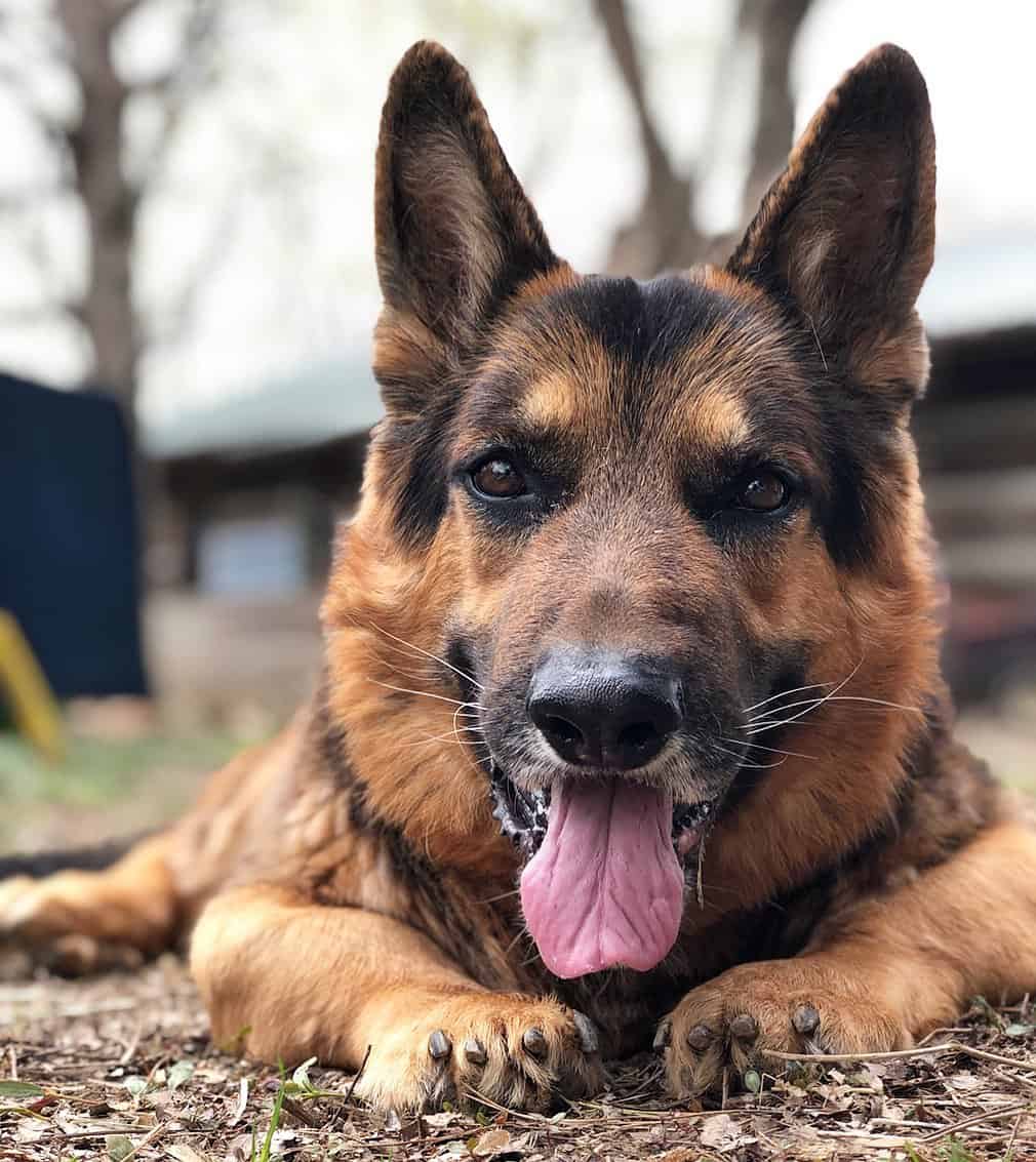 mikeygus the dwarf gsd out in the field