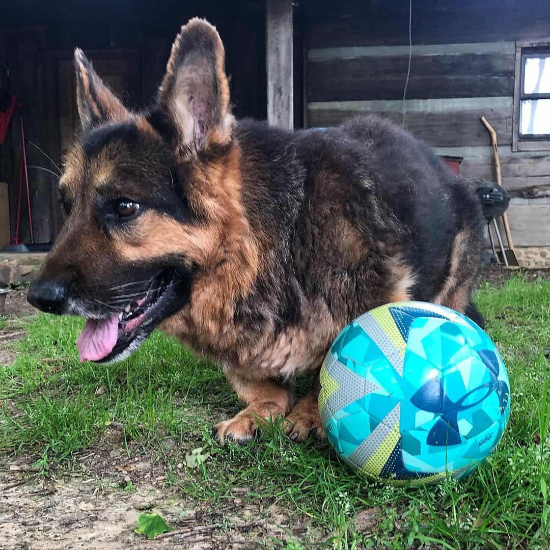 mikeygus the dwarf gsd with a ball