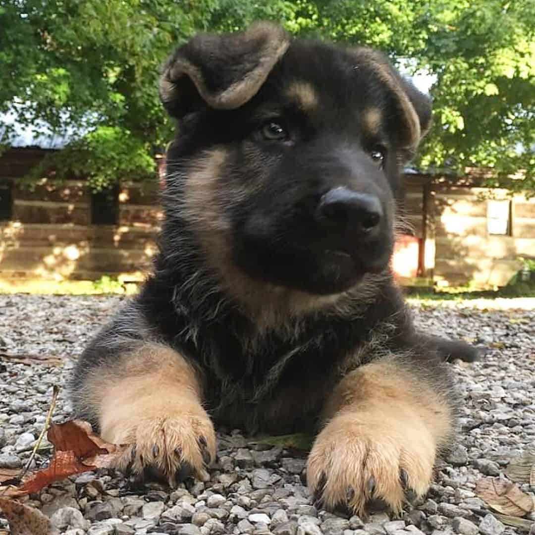 mikeygus the dwarf gsd puppy