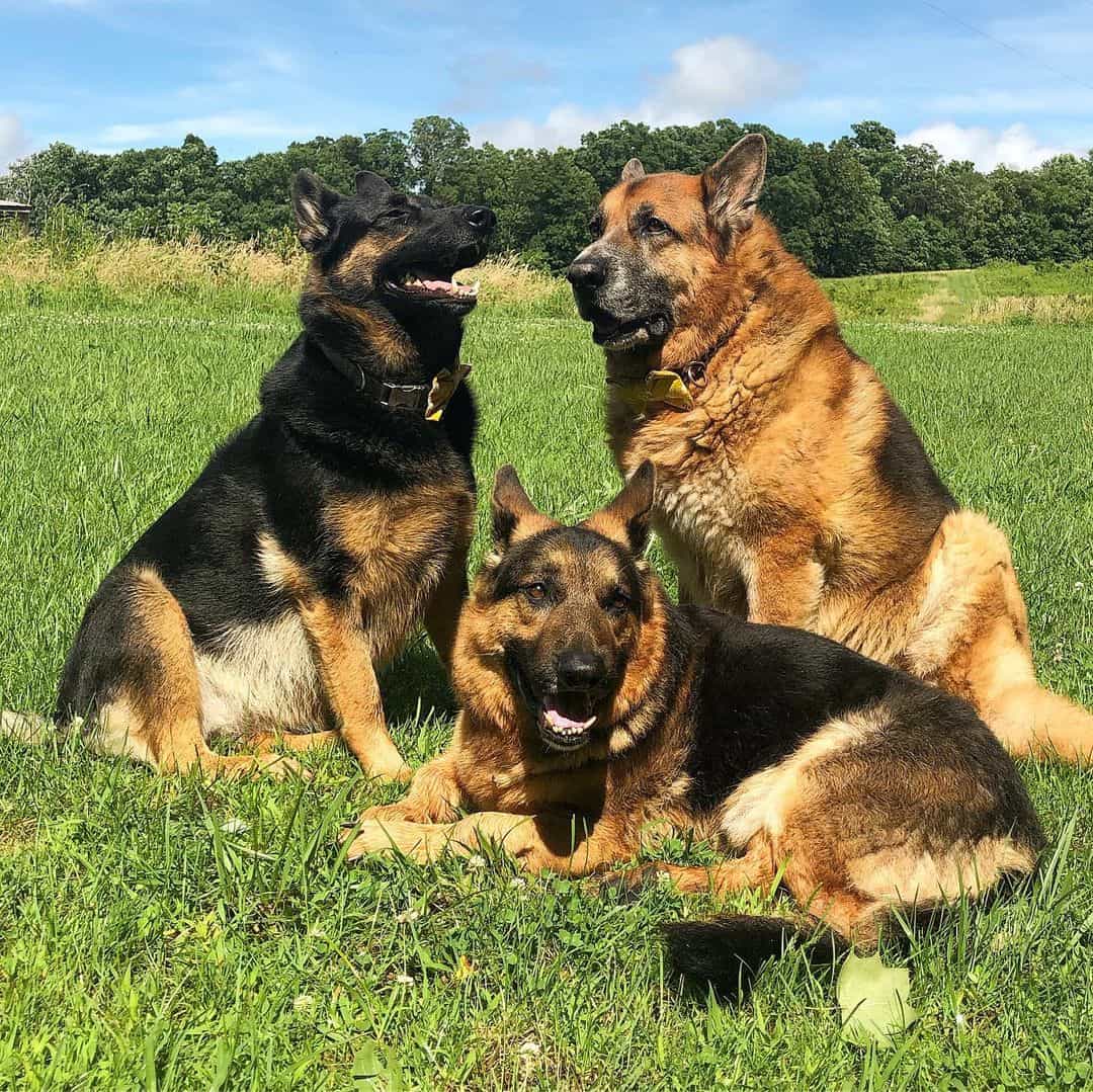 mikeygus the dwarf gsd with his siblings