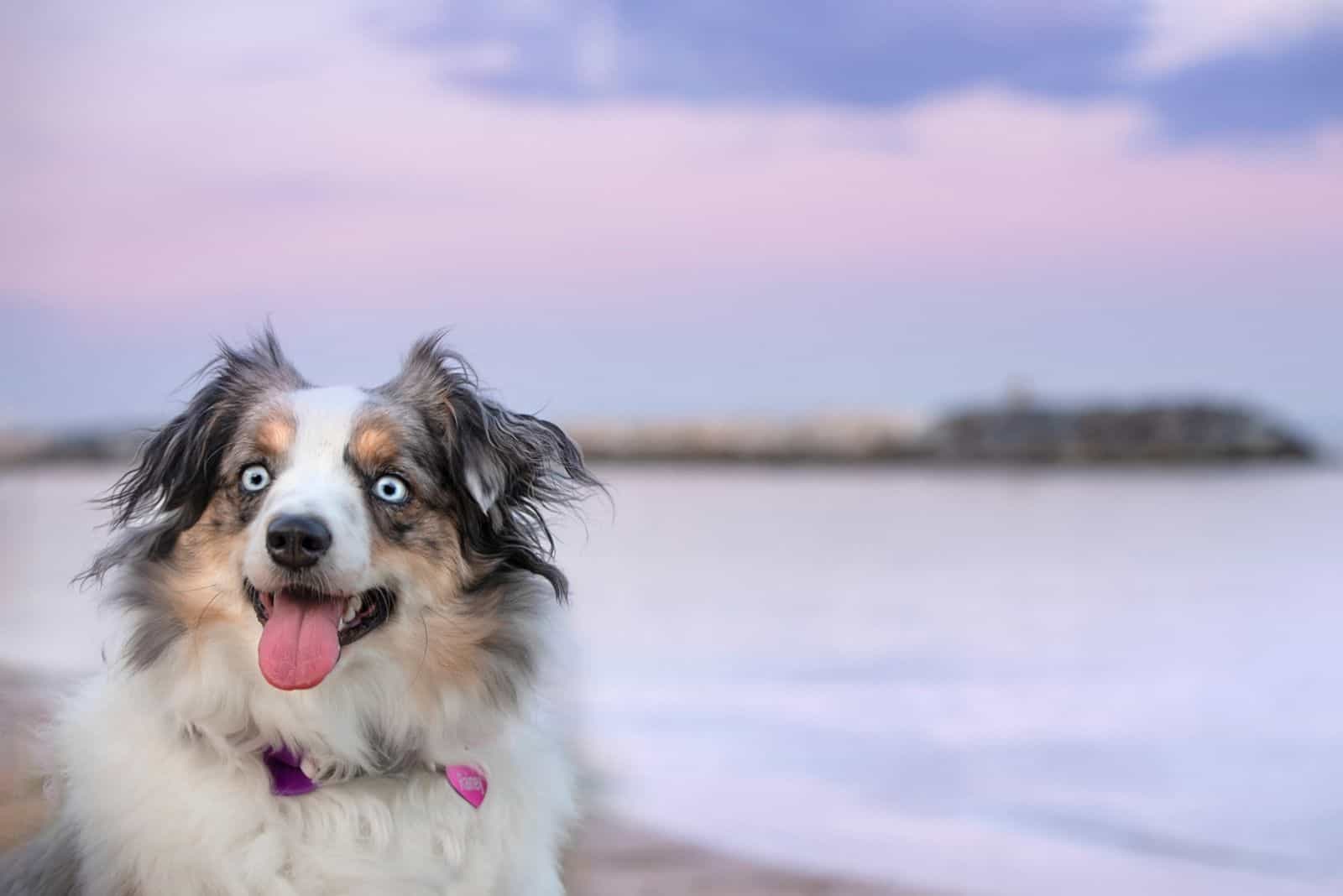 Mini Aussie at Blue Hour at Shore