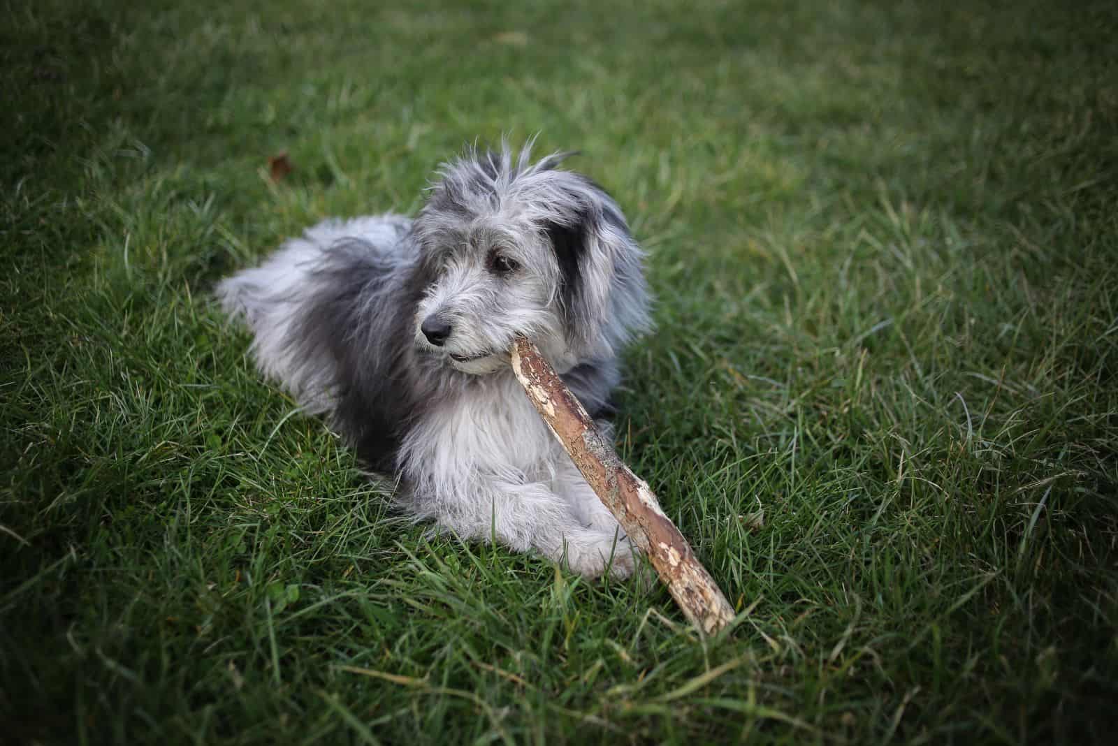 Mini Aussiedoodle