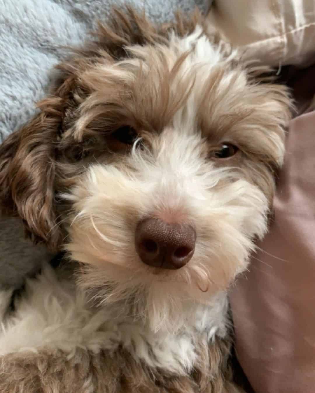 mini aussiedoodle dog