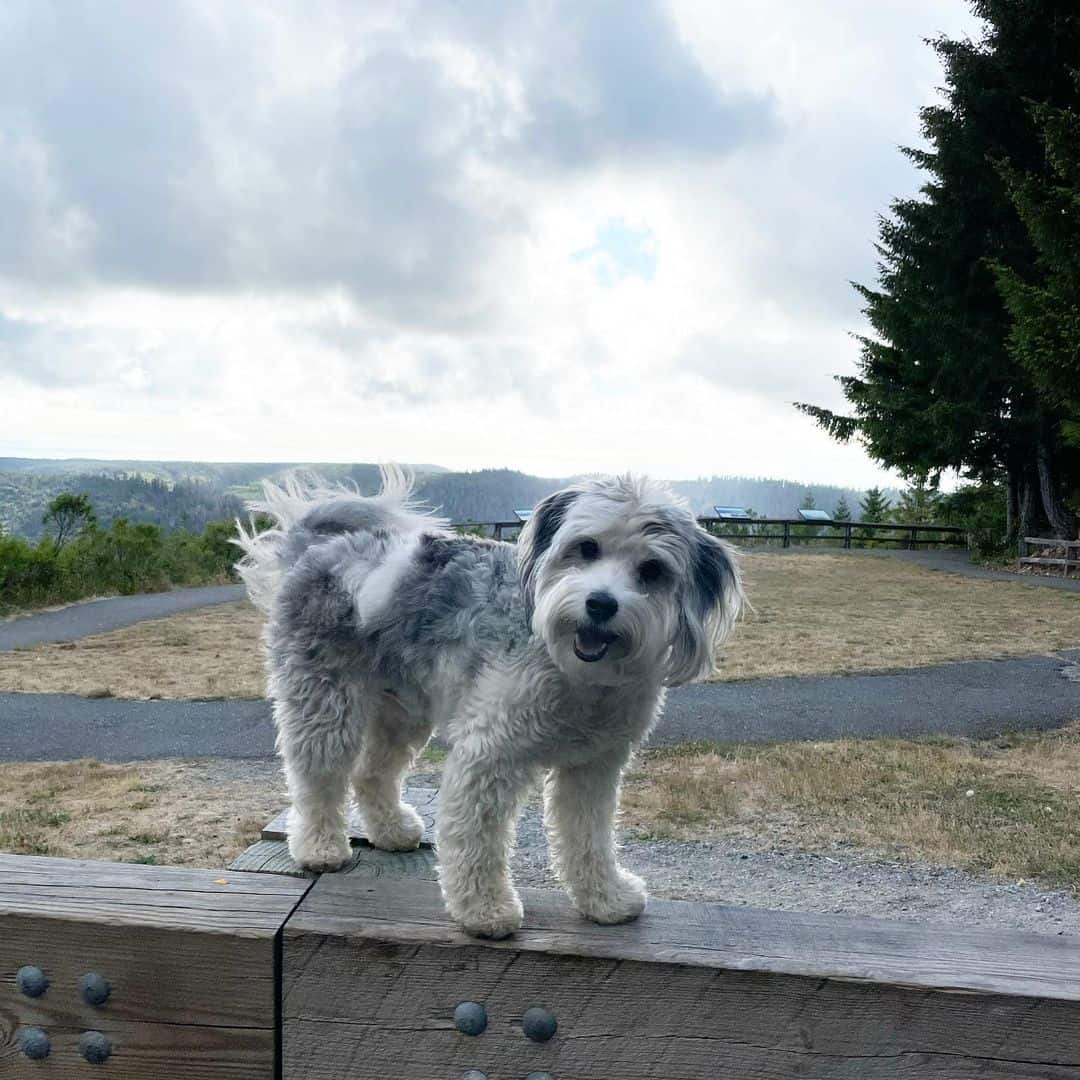 mini aussiedoodle in nature