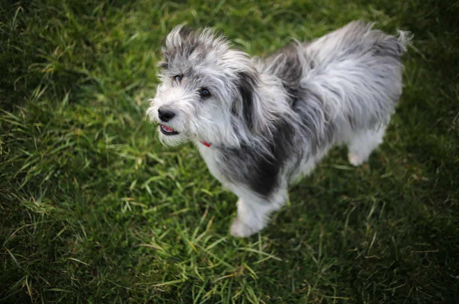 Mini Aussiedoodle: Miniature Is Always Cuter