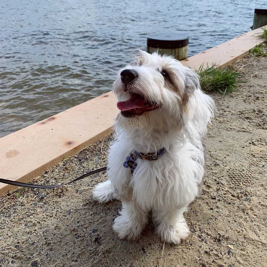 mini aussiedoodle near water