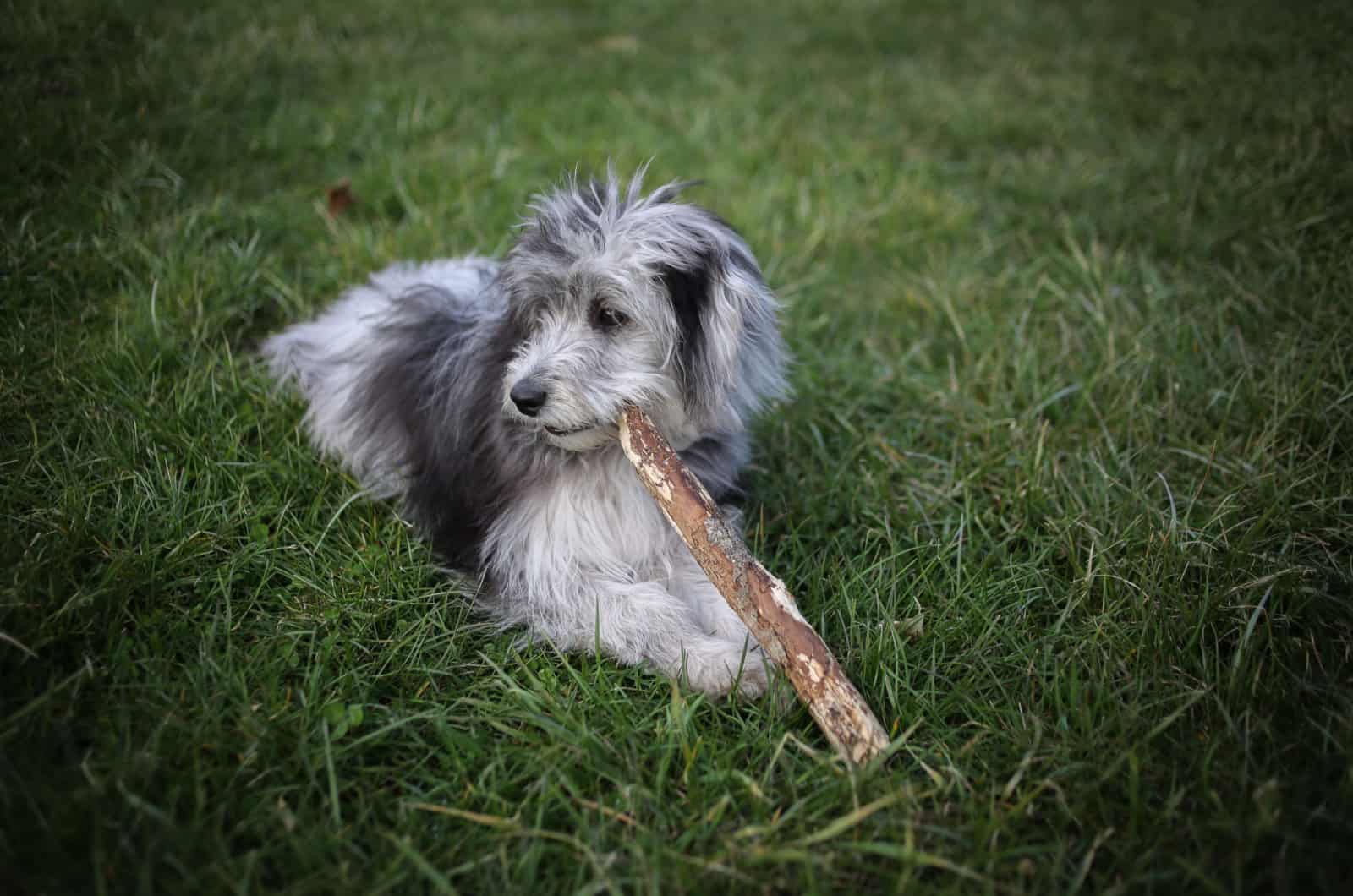 mini aussiedoodle resting in grass