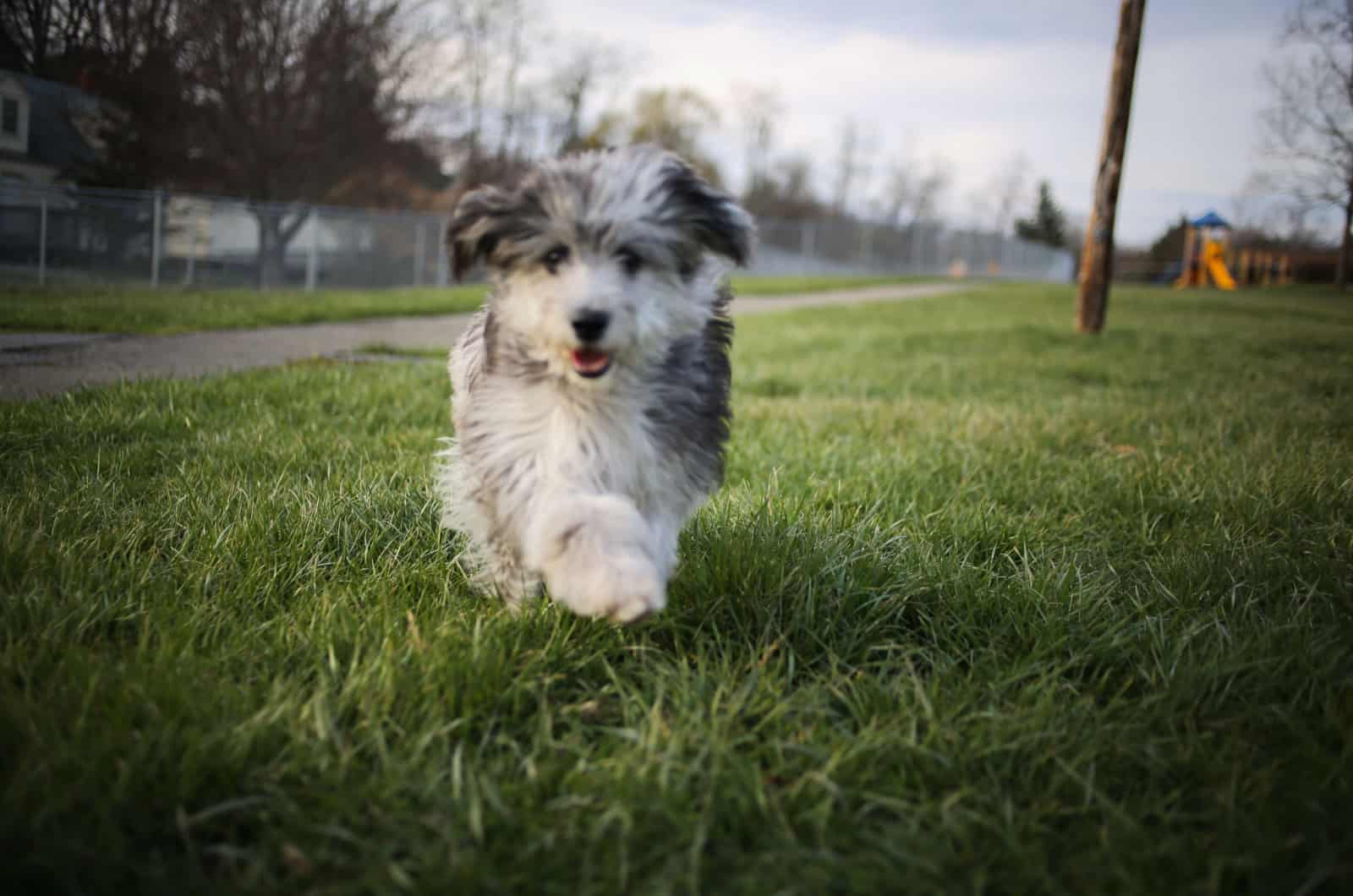 mini aussiedoodle running